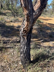 Eucalyptus marginata