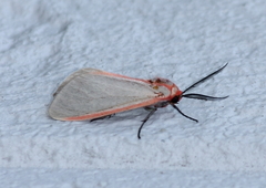 Pygarctia spraguei