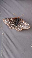 Euphydryas