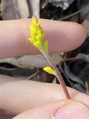 Synaphea
