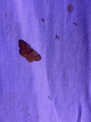 Leptostales ferruminaria