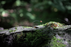 Sclerosomatidae