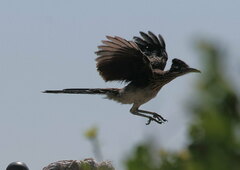 Geococcyx californianus