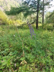 Aconitum baicalense