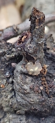 Myxarium nucleatum