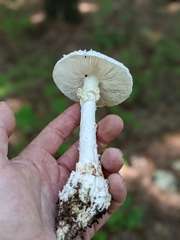 Amanita cokeri
