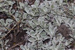 Antennaria parvifolia