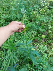 Veronicastrum sibiricum