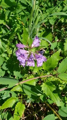 Penstemon serrulatus