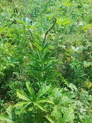 Veronicastrum sibiricum