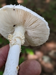 Amanita cokeri