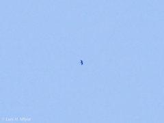 Ictinia mississippiensis