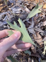 Synaphea