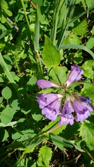 Penstemon serrulatus