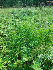Veronicastrum sibiricum