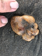 Aplidium californicum