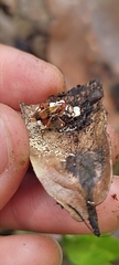 Beauveria bassiana