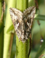 Autographa