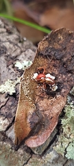 Beauveria bassiana