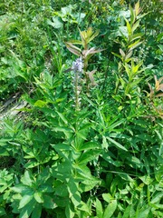 Veronicastrum sibiricum