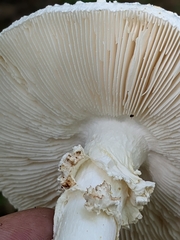 Amanita cokeri