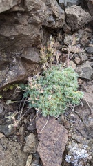 Draba ventosa