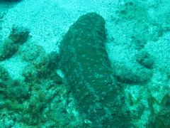 Astichopus multifidus