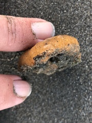 Aplidium californicum