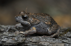 Uperoleia laevigata