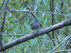 Passerella iliaca