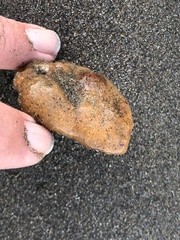 Aplidium californicum