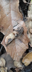 Beauveria bassiana