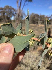 Hakea prostrata