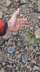 Carex tahoensis