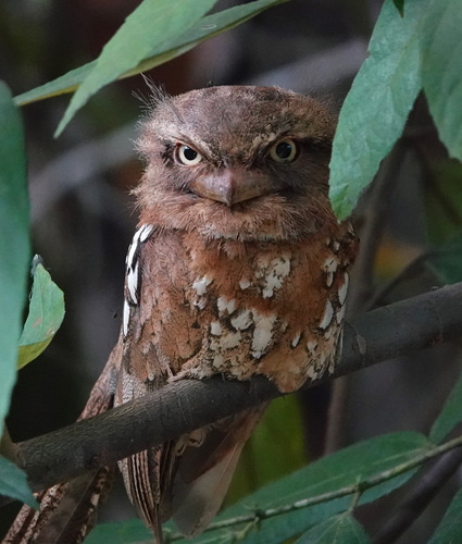Sunda Frogmouth (Batrachostomus cornutus), photo 8
