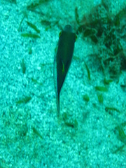 Canthigaster rostrata