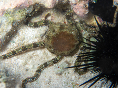 Ophiuroidea