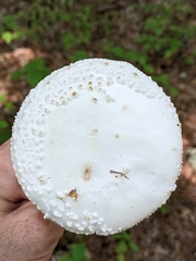 Amanita cokeri