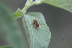Osmia azteca