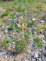 Elymus sibiricus