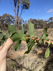 Hakea prostrata