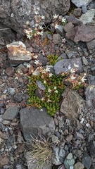 Saxifraga bronchialis