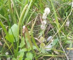 Sparganium emersum