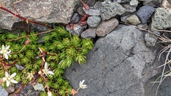 Saxifraga bronchialis