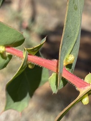 Hakea prostrata