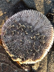 Dendraster excentricus