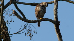 Buteo plagiatus