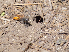 Palmodes praestans