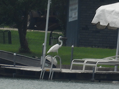 Ardea herodias occidentalis