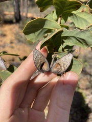Hakea prostrata
